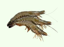 Popular Product Images