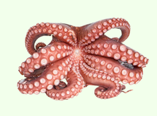 Popular Product Images